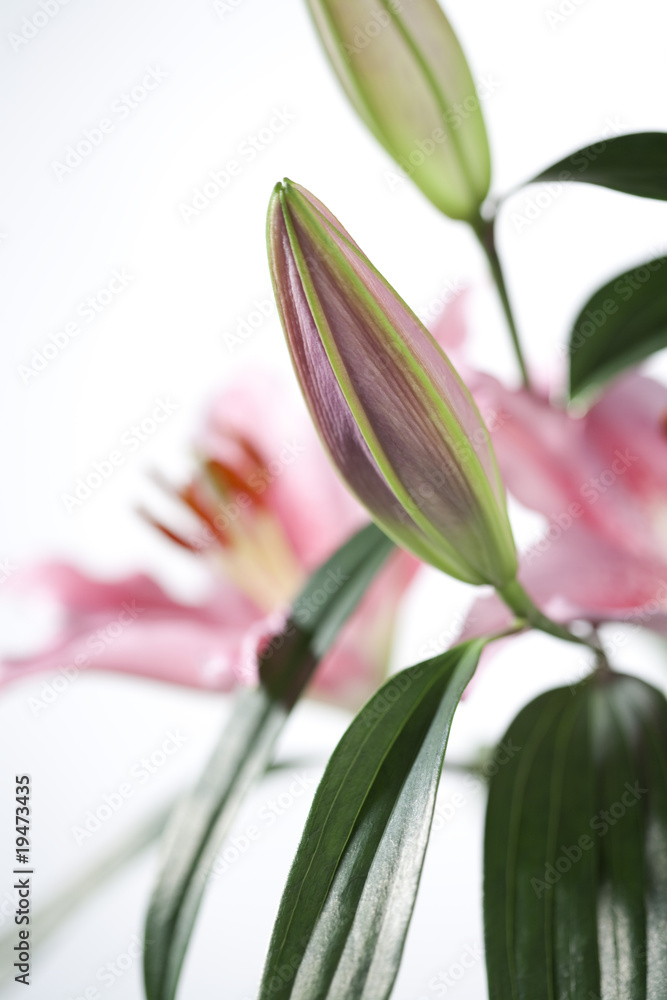gros plan sur bouquet de fleures de lys rose gros plan sur bouquet de fleures de lys rose