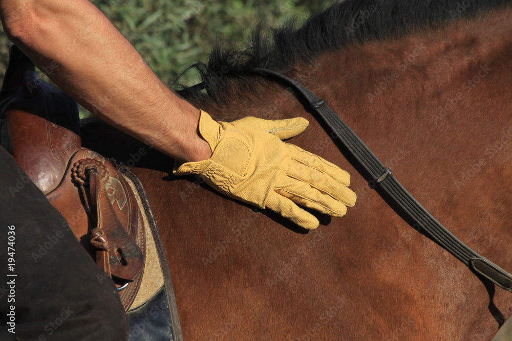 Obraz premium pferd loben