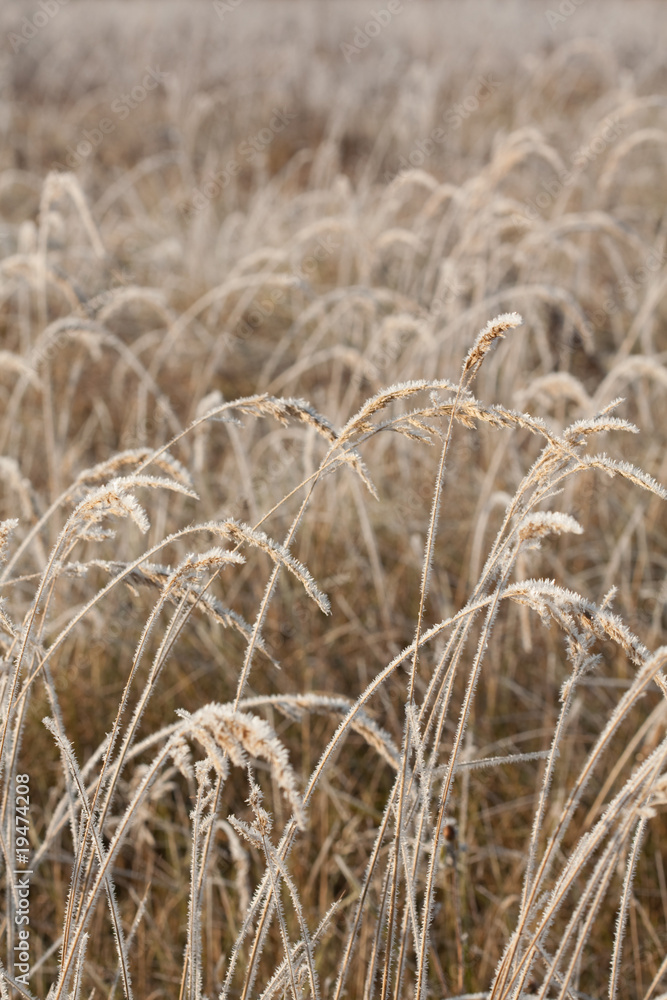 Fototapeta premium Frost grass close up