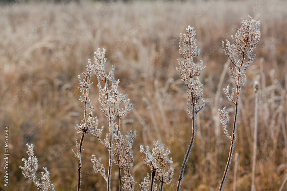 Frost grass close up Frost grass close up
