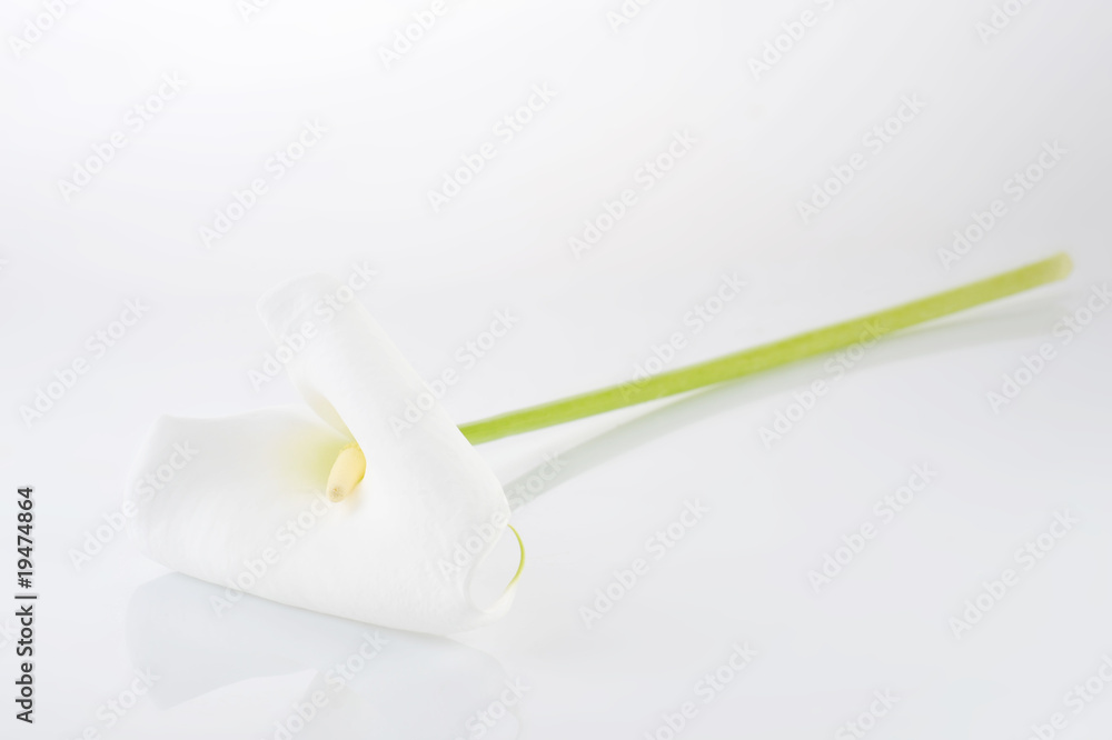 white calla lily white calla lily