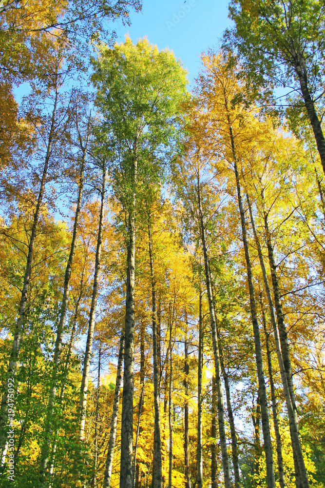 Obraz premium park trees