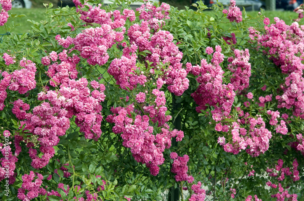 Kletterrose; Blaze Dorothy Kletterrose; Blaze Dorothy