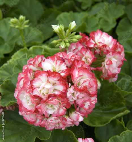 Pelargonium Rosenblutig photo