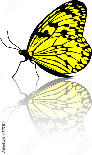Schmetterling 002