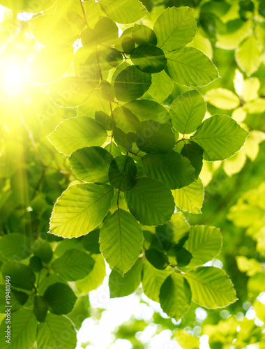 Green leaves with sun ray.