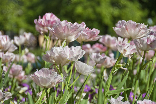 Canvas Print Oslo Meadow, Norway