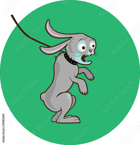 rabbit