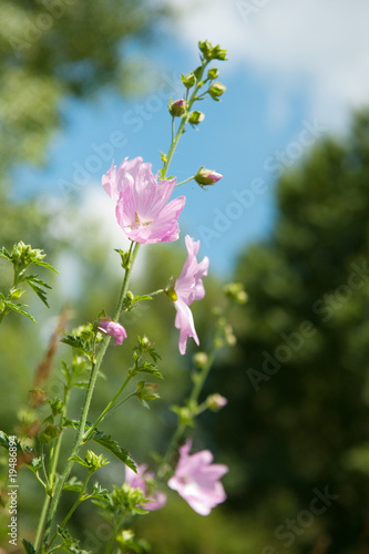 Pink Mallow