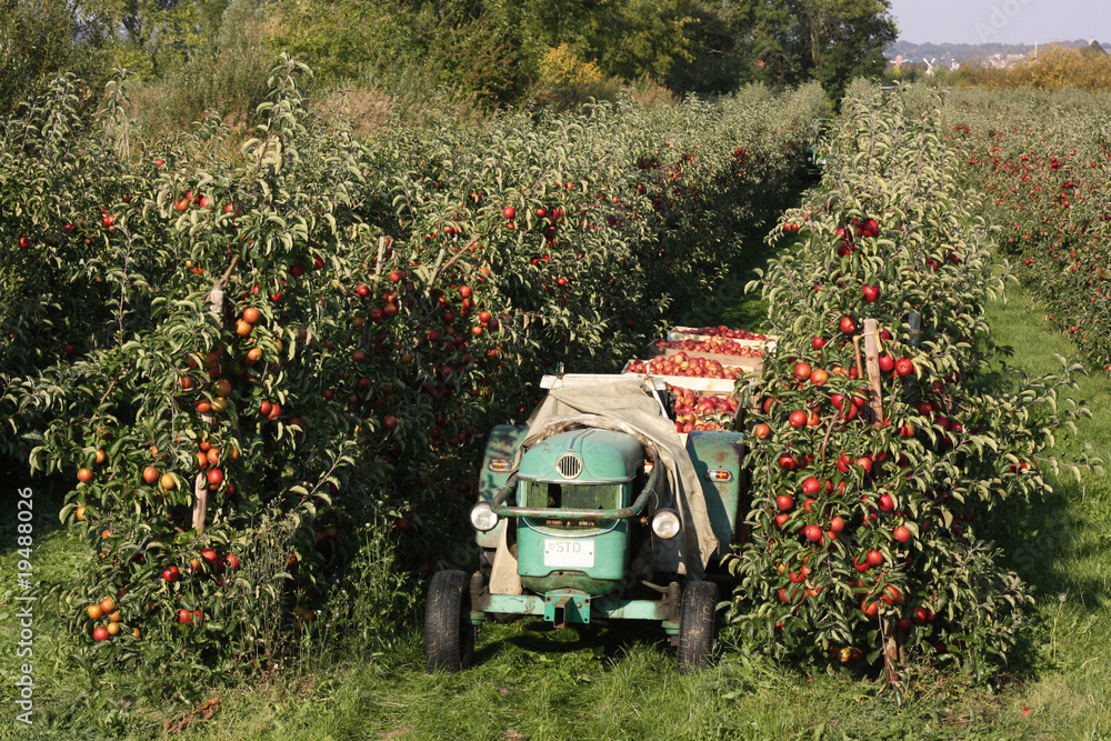 Obraz premium Apfelernte im Alten Land bei Hamburg