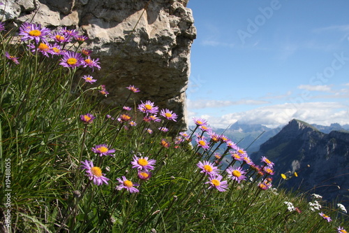 Fiori di montagna