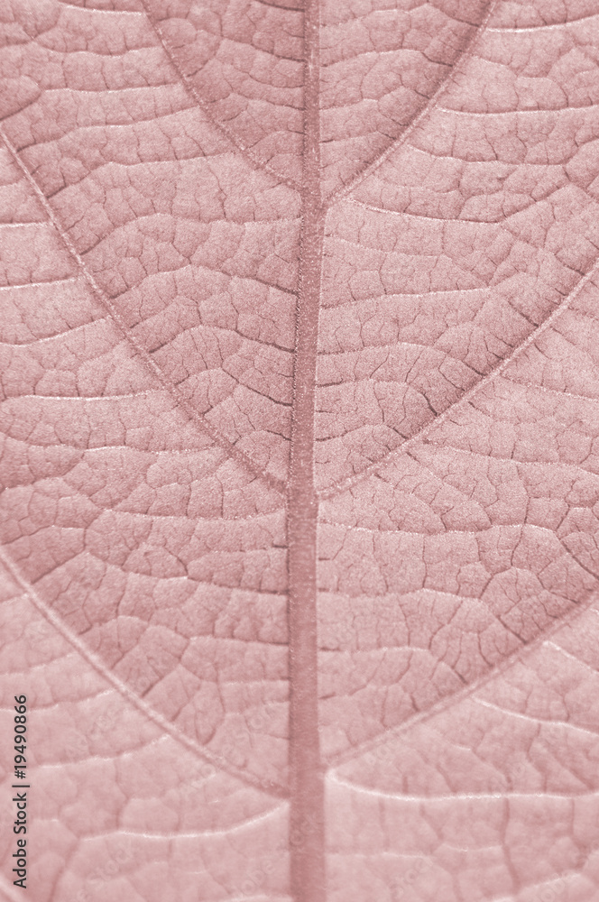 Obraz premium Autumn Leaf. Closeup