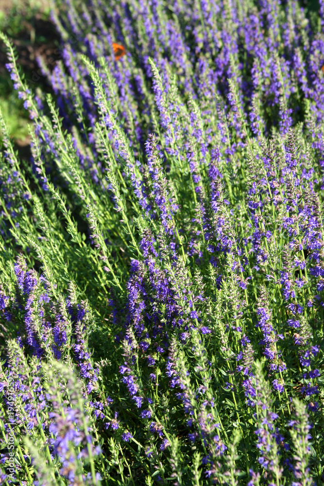 Fototapeta premium Blooming hyssop