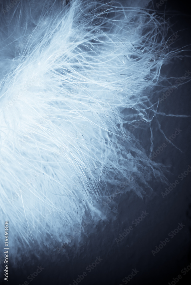macro feathers macro feathers