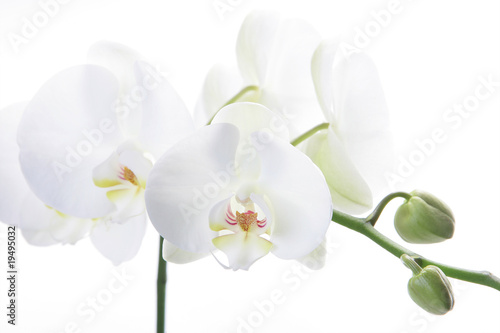 Weisse Orchidee 1