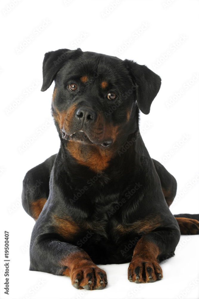 étonnement dun gros chien à l'air intrigué et gentil étonnement dun gros chien à l'air intrigué et gentil