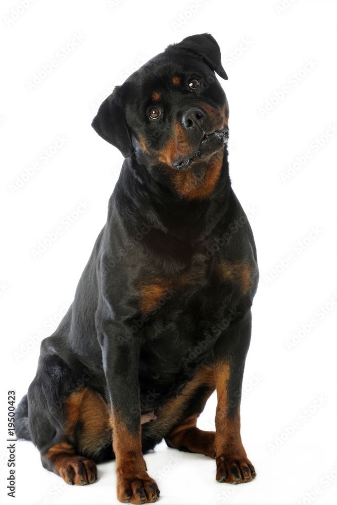 expression amusante du rott qui tourne la tête expression amusante du rott qui tourne la tête