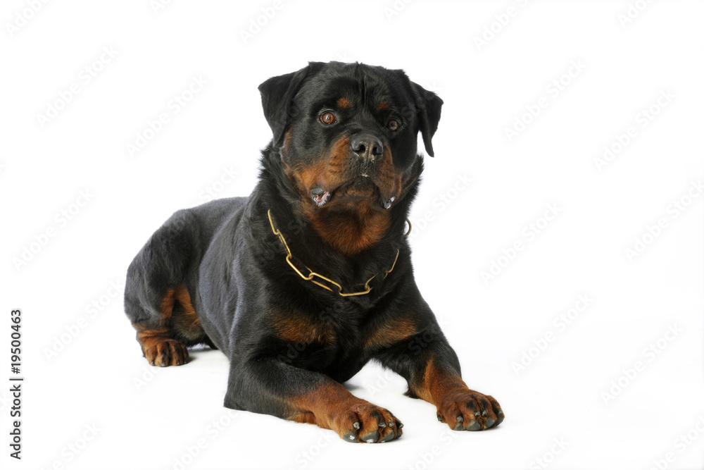 rottweiler imposant allongé de face avec son collier rottweiler imposant allongé de face avec son collier