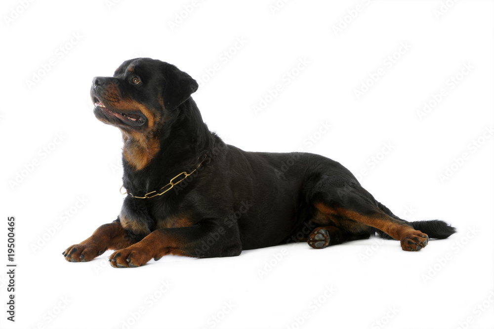 Fototapeta premium rottweiler de profil sur fond blanc en studio