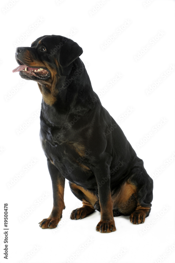 rottweiler assis de profil en studio sur fond blanc rottweiler assis de profil en studio sur fond blanc