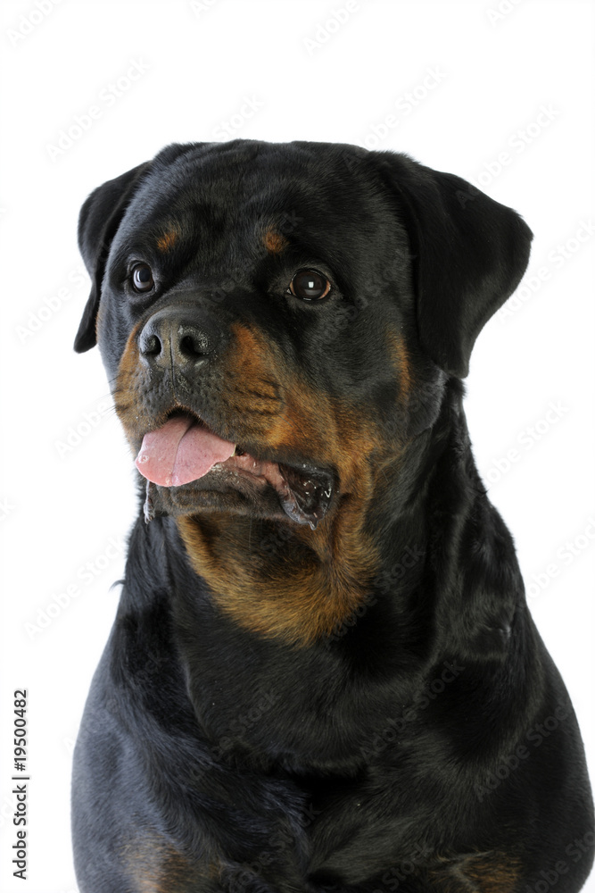 Obraz premium portrait d'un rottweiler fier et sûr de lui