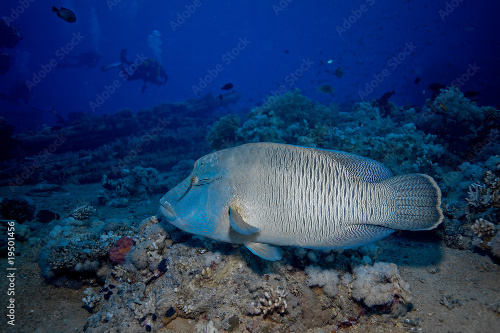 Fototapeta premium poisson napoléon 2