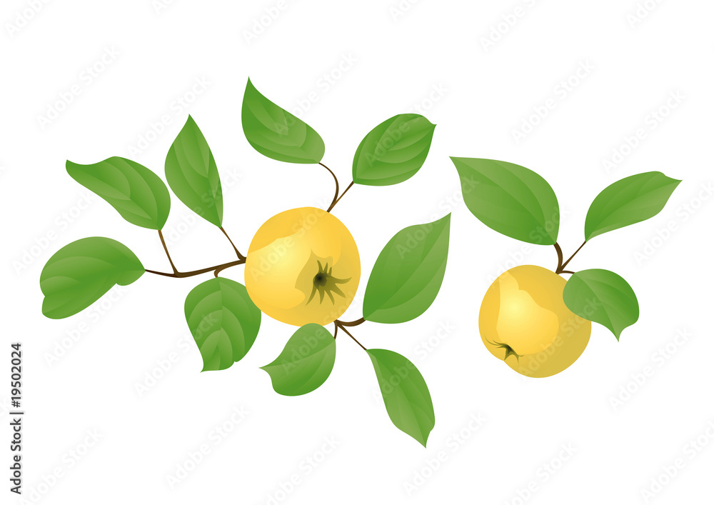 Obraz premium Yellow apples