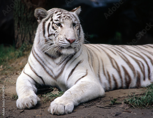 Tiger_115713