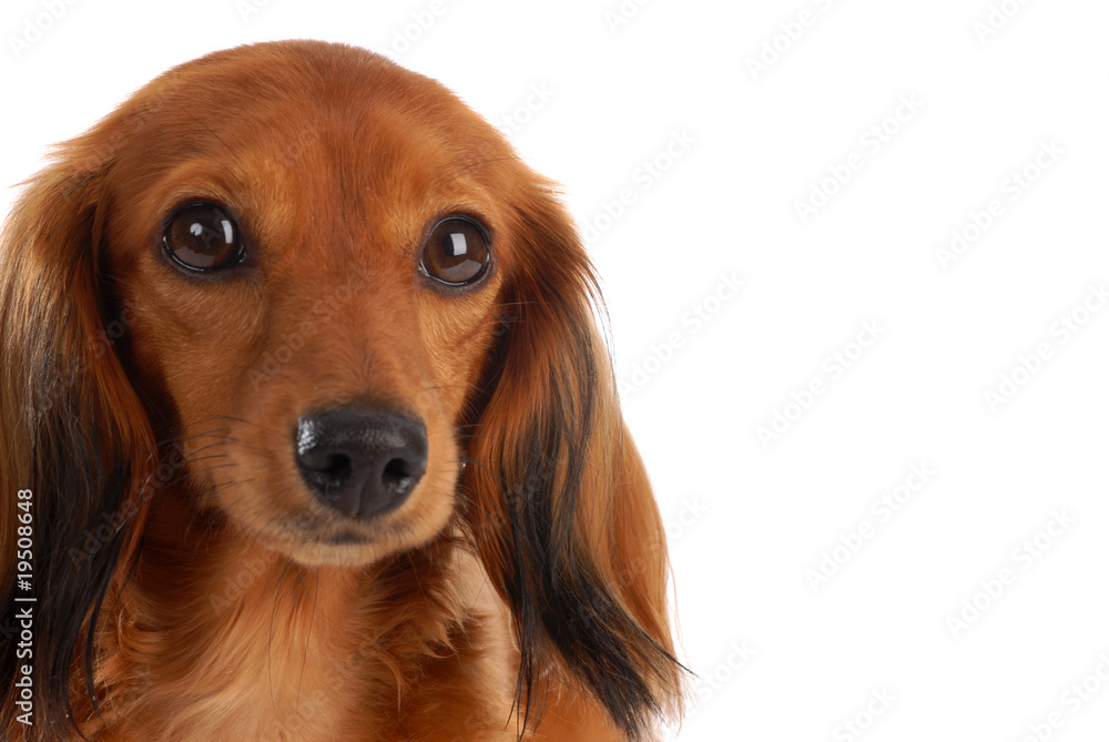 miniature long haired dachshund head portrait