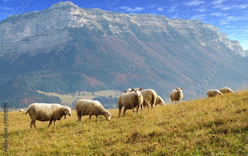 cheptel de mouton en montagne