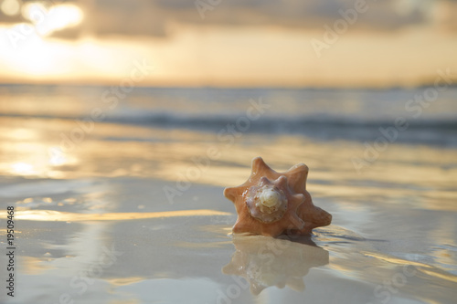seashell in the sea on sunrise background
