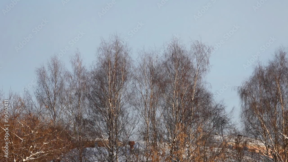 winter trees under wind sunny morning winter trees under wind sunny morning