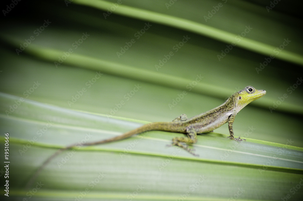 Fototapeta premium lezard Anoli