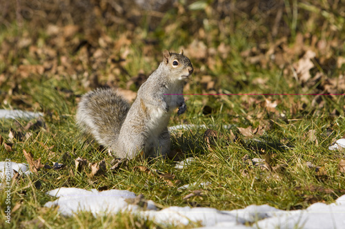 Grass and snow Squirrel