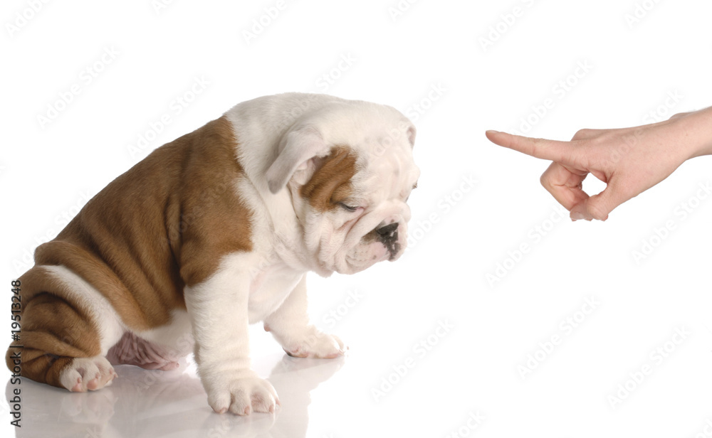 Reprimand Dog