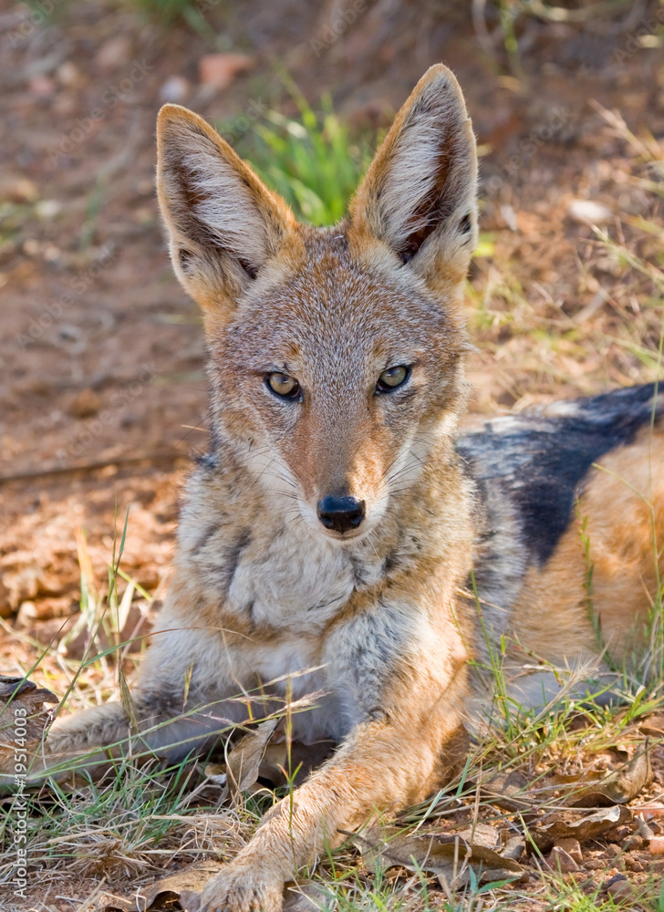 Fototapeta premium Black Backed Jackal