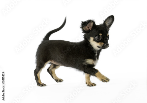 jeune chiot chihuahua marchant gaiement