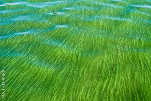 Fotografia Flowers blue-green algae in the river wate