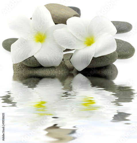 décor zen minéral floral aquatique fond blanc