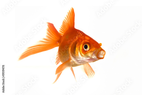 Goldfish with its mouth open