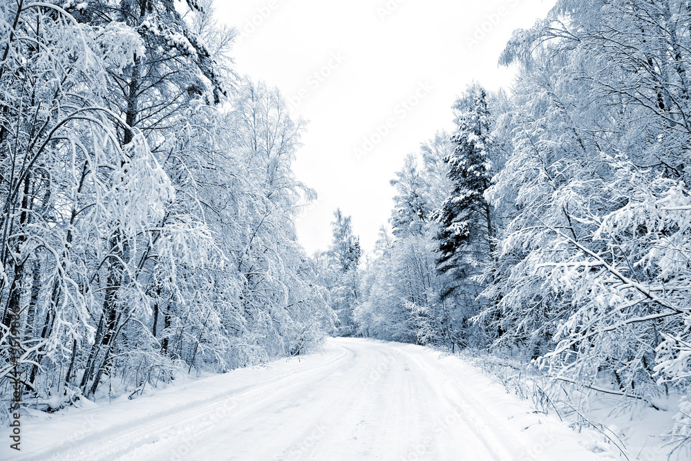 Fototapeta premium timber road