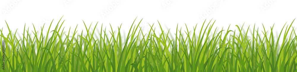 Obraz premium Green grass dense