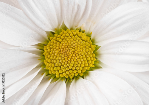 White camomile with yellow center