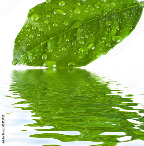 green leave