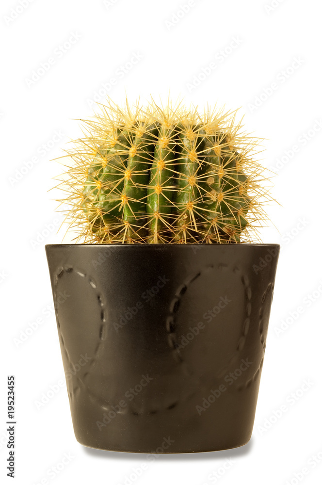 Fototapeta premium vaso con cactus