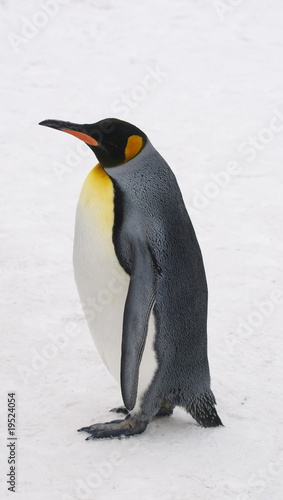 Emperor penguin