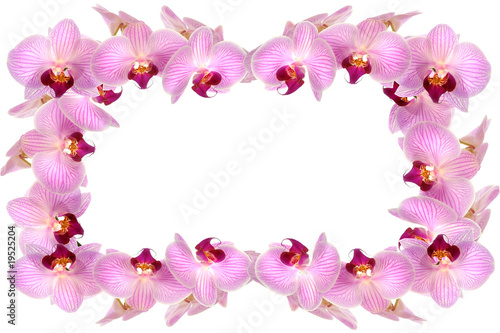 Orchideen 17