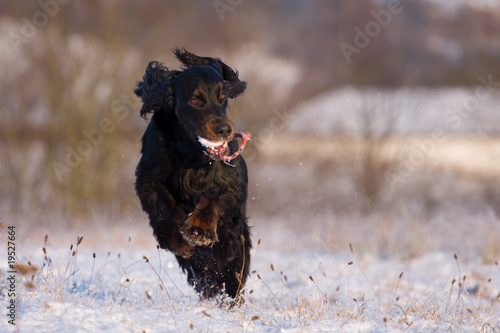 Quadro em tela Gordon Setter mit Ball