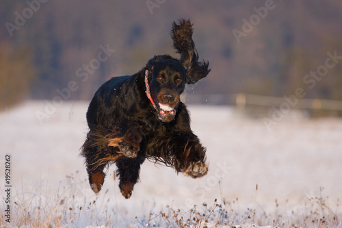 Gordon Setter Rüde photo