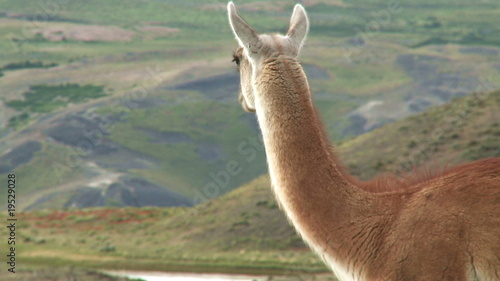 Chilean guanaco. Wildlife of Patagonia